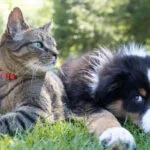 Animal Rescue After Hurricane Ian