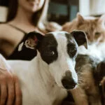 How to Help Animals in Ukraine ?