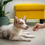 How to Donate to Help Animals in Ukraine?