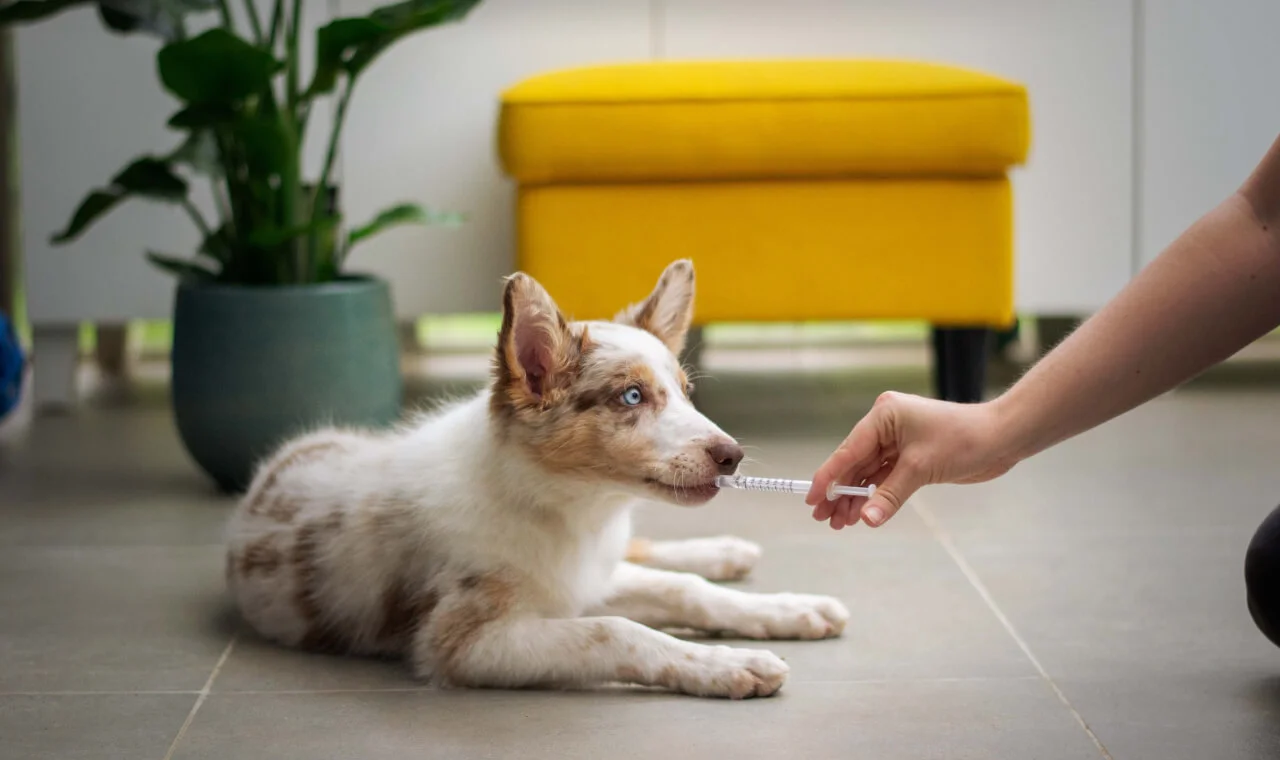 How to Donate to Help Animals in Ukraine?