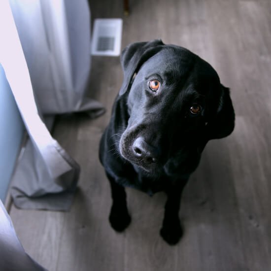 Help Rescue Animals Abused in Research