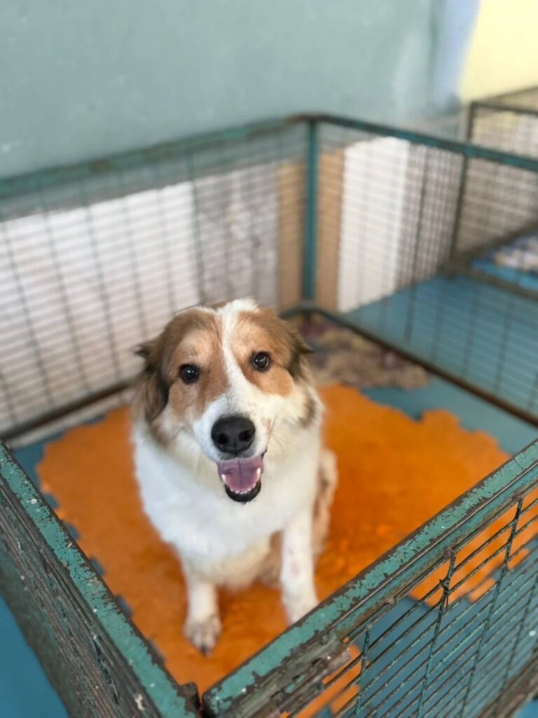 Please Help Support Safe Haven for Our Beloved Animals