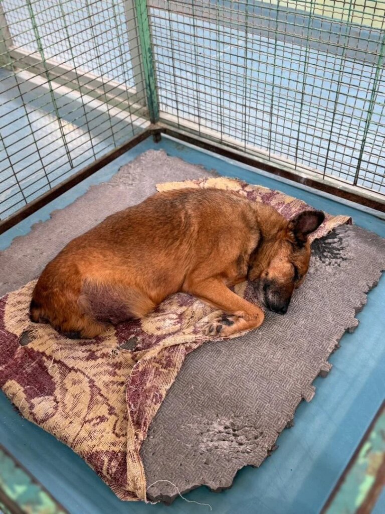 Please Help Support Safe Haven for Our Beloved Animals