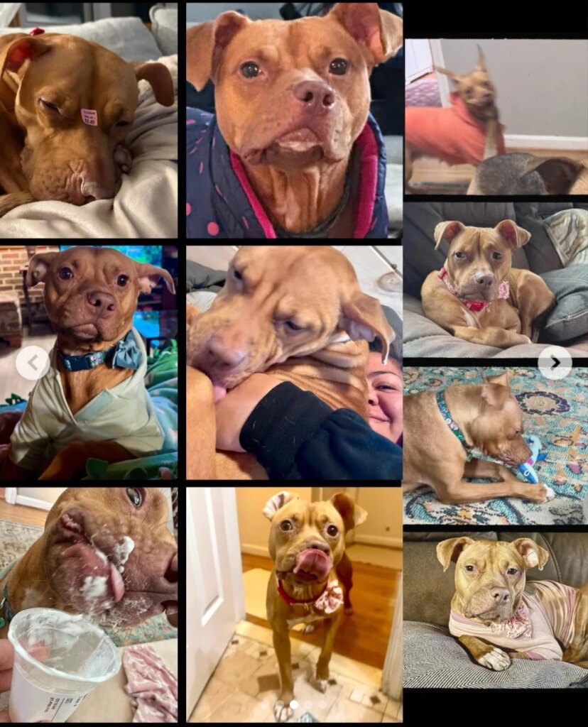 Her Heart Needs One More Chance—Help Truffles Live